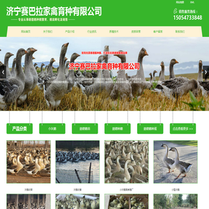 小灰鹅苗